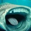 WHALENOISES