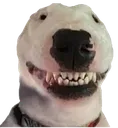 Walterr