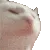 CatJam CatJam