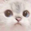 TY_cat_13