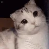 w_cutecat