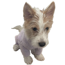 hank Discord emoji