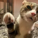 dapmeup