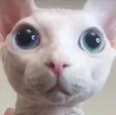 chimken chimken