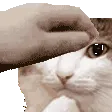 pethmm pethmm