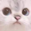 CatYouWhat