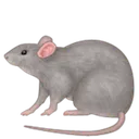 ratsratsrats