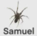 Samuel