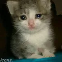 gatoserio