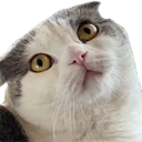 dallietilt