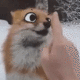 AMfoxboop Discord Emoji