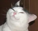 heh