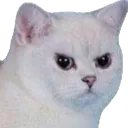 angerycat