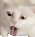 zoomvomit