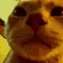 catvibin catvibin