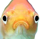 whyfish