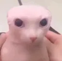 seahog99stupididiotxdddbingusbon
