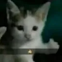 ThumbCat