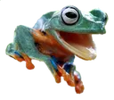FrogChamp
