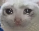 sadcat