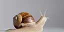 snail