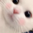 Kitty kitty Discord Emoji