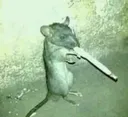 n_