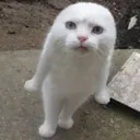 elongated