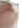 anim_catheadbang anim_catheadbang