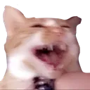 Screech_Cat