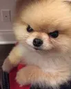 angery