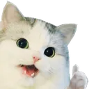thumbsupcat thumbsupcat