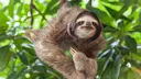 lazymonke lazymonke