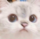 cat_What Discord emoji
