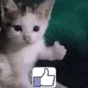 like_fn