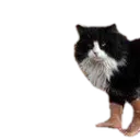 SClong2
