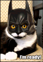 Batcat batcat Discord Emoji