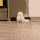 cutecat