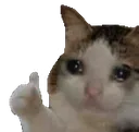 sad_cat_thumbs_up sad_cat_thumbs_up