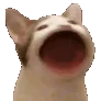 popCat