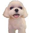Dalgom Discord emoji