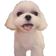 Dalgom Dalgom
