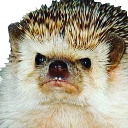 grumpyhog Discord emoji
