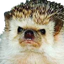 grumpyhog