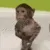 pmonkey