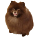 Kuma Discord emoji