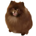 Kuma Discord Emoji