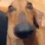 weinerdog