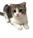 Leo Discord emoji