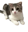 Leo Leo